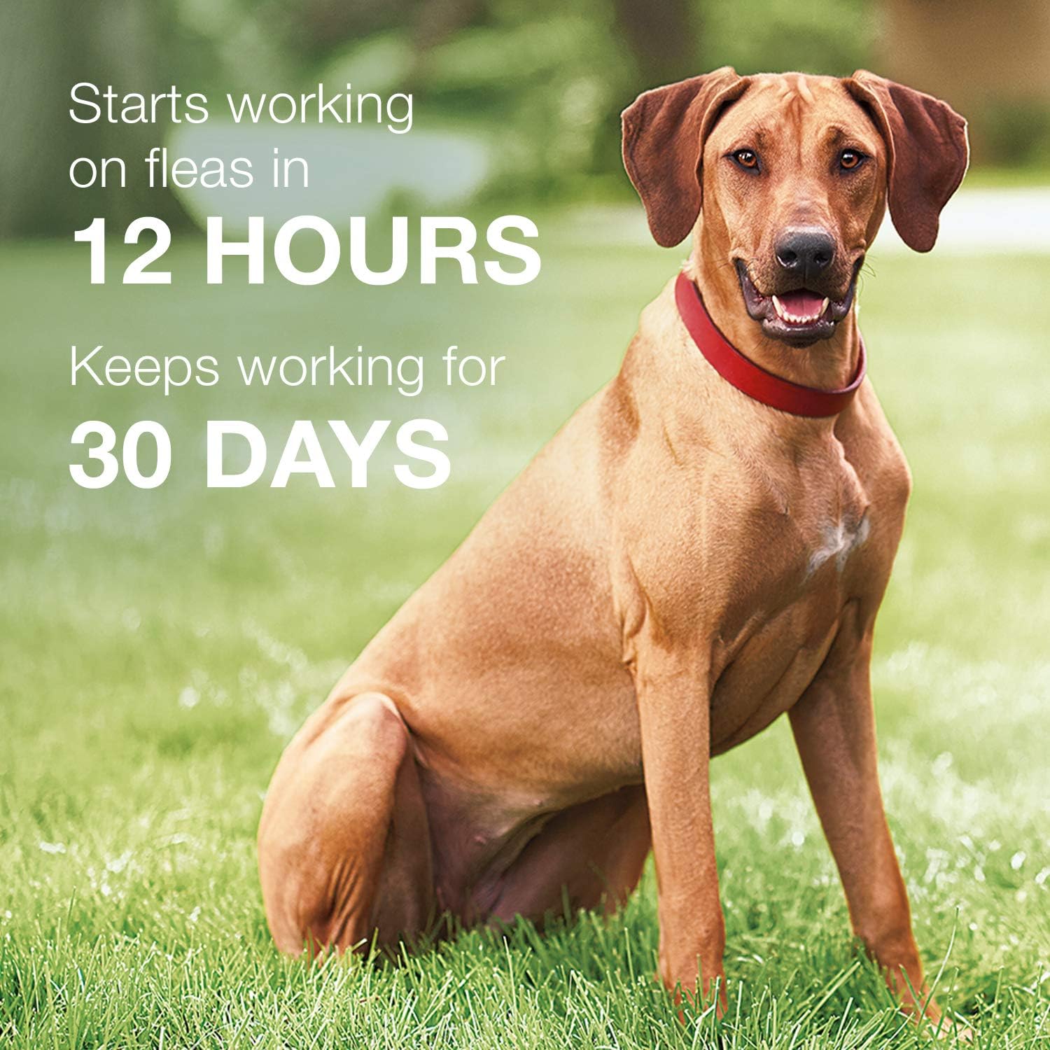 6-Pack Flea and Tick Prevention for Large Dogs M83074