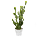 Potted Cactus in Concrete Pot O158
