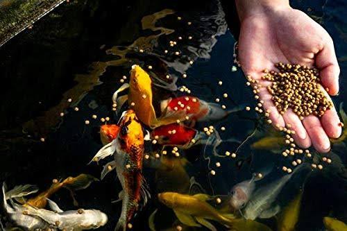 Large Pellet Fish Food 50 lb Bag K860