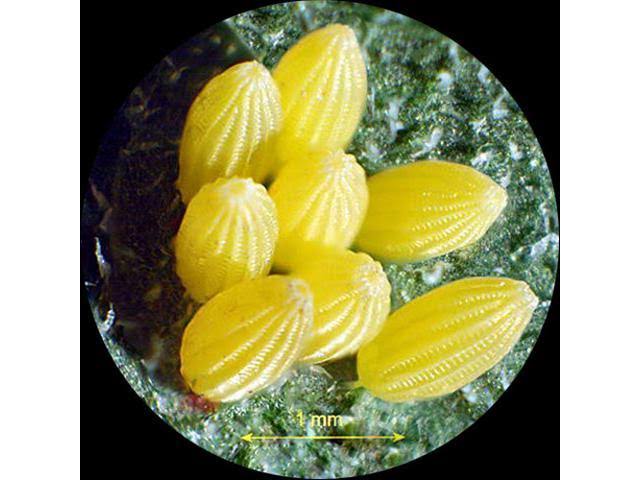 7X-90X Table Pillar Stand Stereo Microscope Q90463