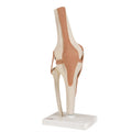 Functional Knee Joint Anatomical Model Y1596
